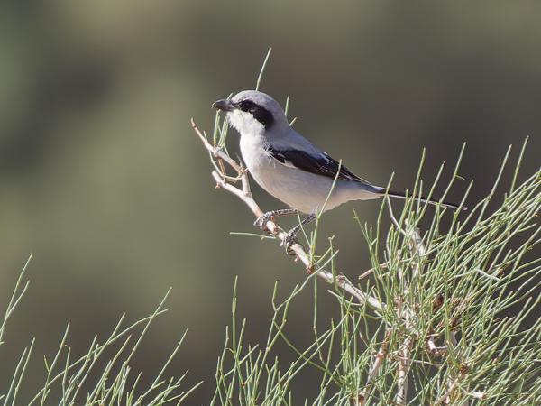 <h3><a href="/trips/marokko/biota/animalia/chordata/aves/040 passeriformes/048 laniidae/lanius excubitor/lanius excubitor-nl.html">Lanius&nbsp;excubitor</a> / Great&nbsp;grey&nbsp;shrike / Klapekster</h3>OM-1 Mark II met OLYMPUS M.150-400mm F4.5 TC, 1/2000 sec  bij F5.6, ISO 800, afstand 36.1&nbsp;m